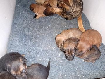 Cuccioli Belgian Malinois MASCHI