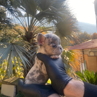 Bulldog francese femmina