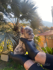 Bulldog francese femmina