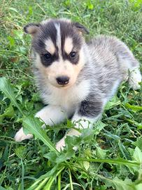 Siberian husky