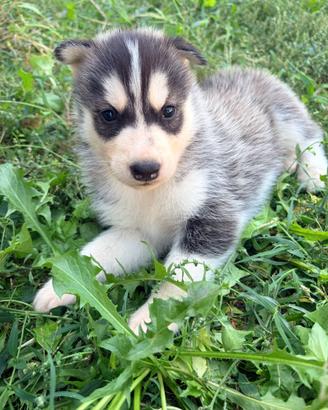 Siberian husky