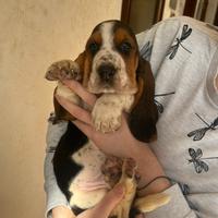 Cuccioli di Bassethound con pedigree