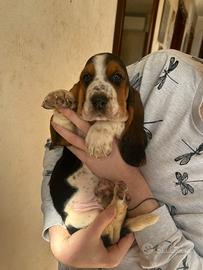 Cuccioli di Bassethound con pedigree