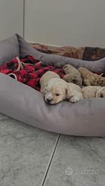 Maltipoo