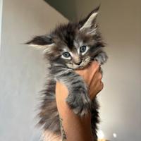 Magnifici cuccioli Maine Coon