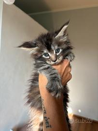 Magnifici cuccioli Maine Coon