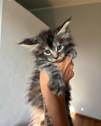 Magnifici cuccioli Maine Coon