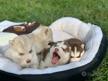 Cuccioli di siberian husky