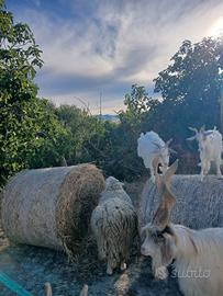 Capretti girgentani