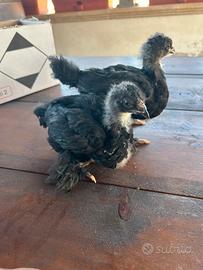 Galline ornamentali