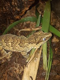Geco Rachodactylus auriculatus femmina