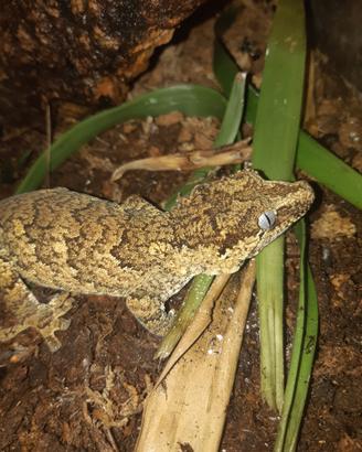 Geco Rachodactylus auriculatus femmina