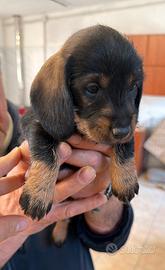 Bassotti nani a pelo duro