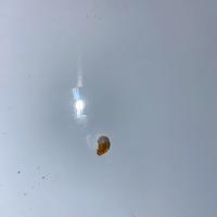 Quarzo citrino piccolo cristallo