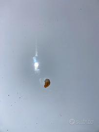 Quarzo citrino piccolo cristallo