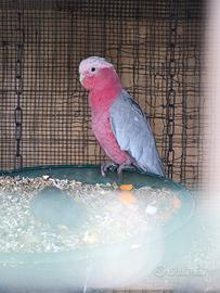 pappagalli 