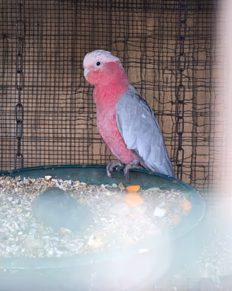 pappagalli 