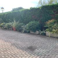 vasi e piante da giardino