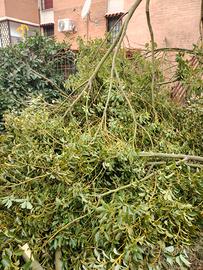 legna circa una tonnellata per camino e stufa