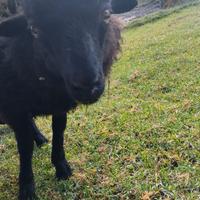 Agnello