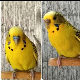 Cocorite clear body texas