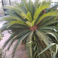 Cicas 70 euro