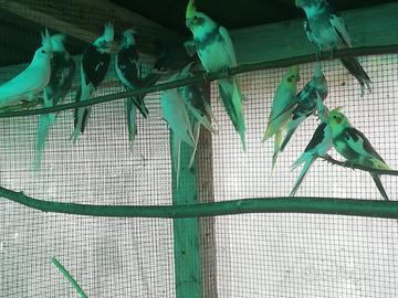 Calopsite colorazioni varie