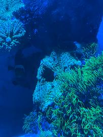 Coralli molli Rhodactis verde fluo