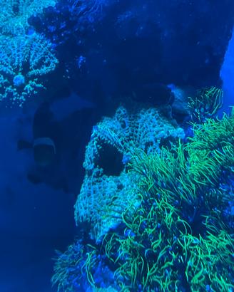 Coralli molli Rhodactis verde fluo