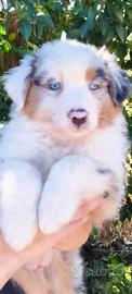 Cuccioli pastore australiano merle