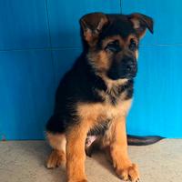 Cucciolo di pastore tedesco