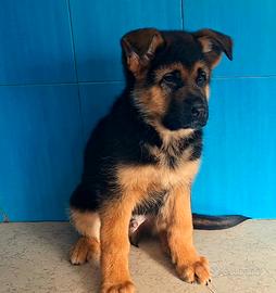 Cucciolo di pastore tedesco