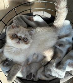 Cucciolo exotic shorthair