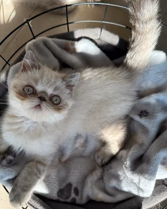 Cucciolo exotic shorthair