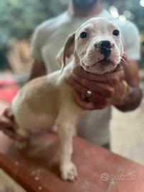 Cuccioli dogo argentino e american staff terrier