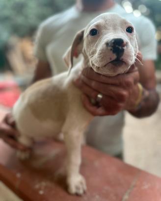 Cuccioli dogo argentino e american staff terrier