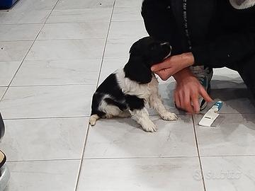 Cocker spaniel inglese