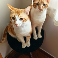 Affido Dolcissimi Gattini