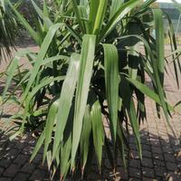  tronchetto della felicità 