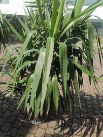  tronchetto della felicità 