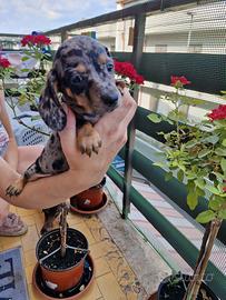 Cuccioli di bassotto  arlecchino silver 