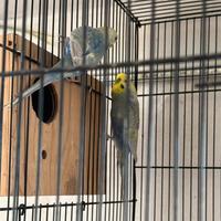 Coppia di Rainbow più gabbia grande