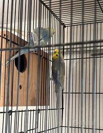 Coppia di Rainbow più gabbia grande