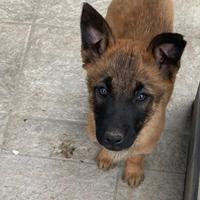 Cuccioli di Malinois- Pastore Belga