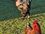Immagine 4