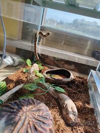 Serpente nasicus
