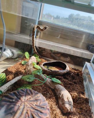 Serpente nasicus