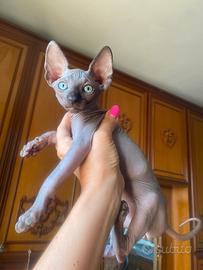 Maschietti di gatto Sphynx