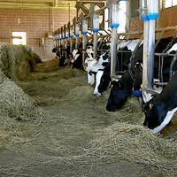 Cercherei lavoro stalla stabulazione fissa/libera