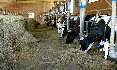 Cercherei lavoro stalla stabulazione fissa/libera